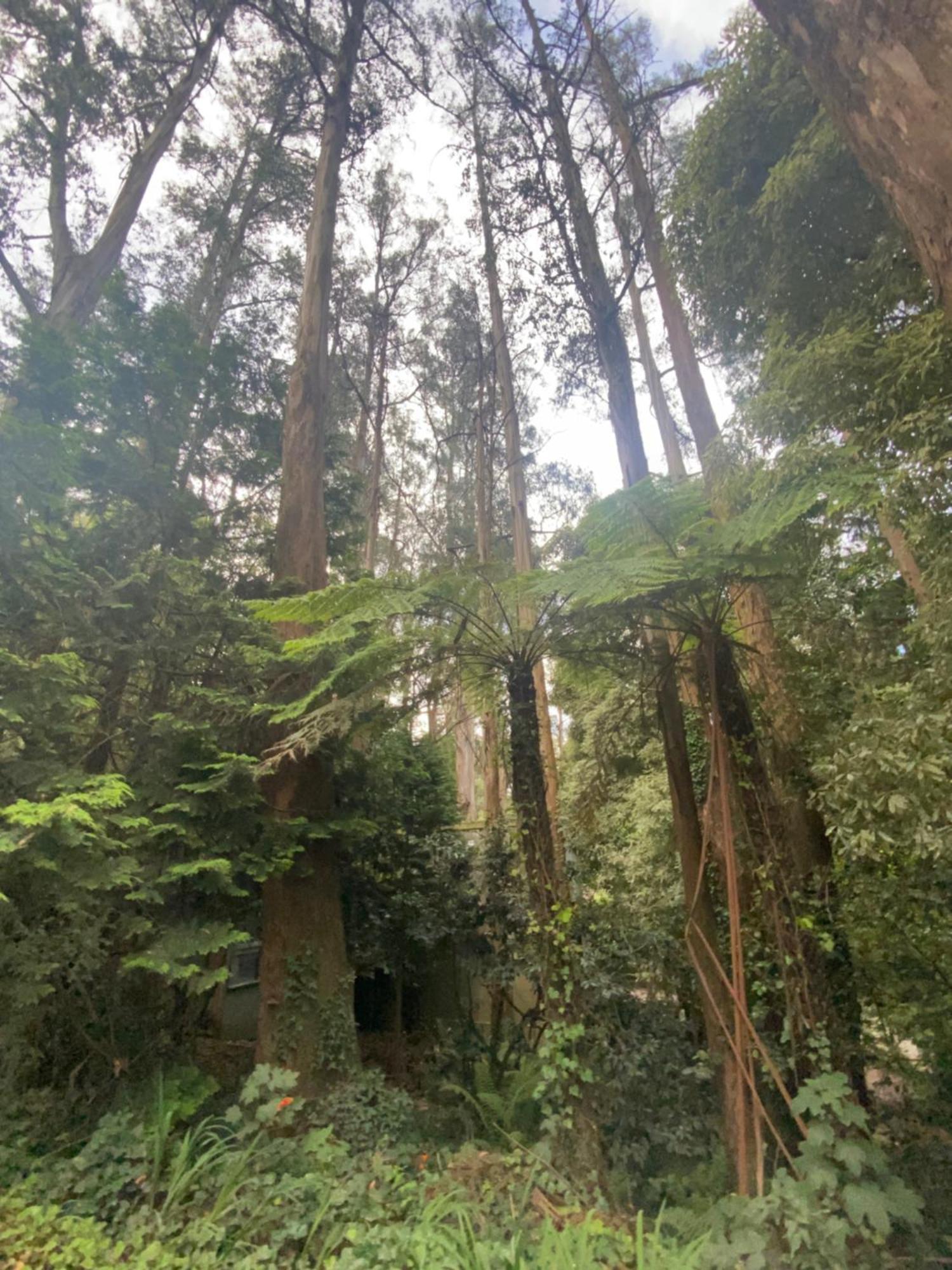 Sassafras Treehouse Private Home In The Dandenong Ranges, Victoria מראה חיצוני תמונה