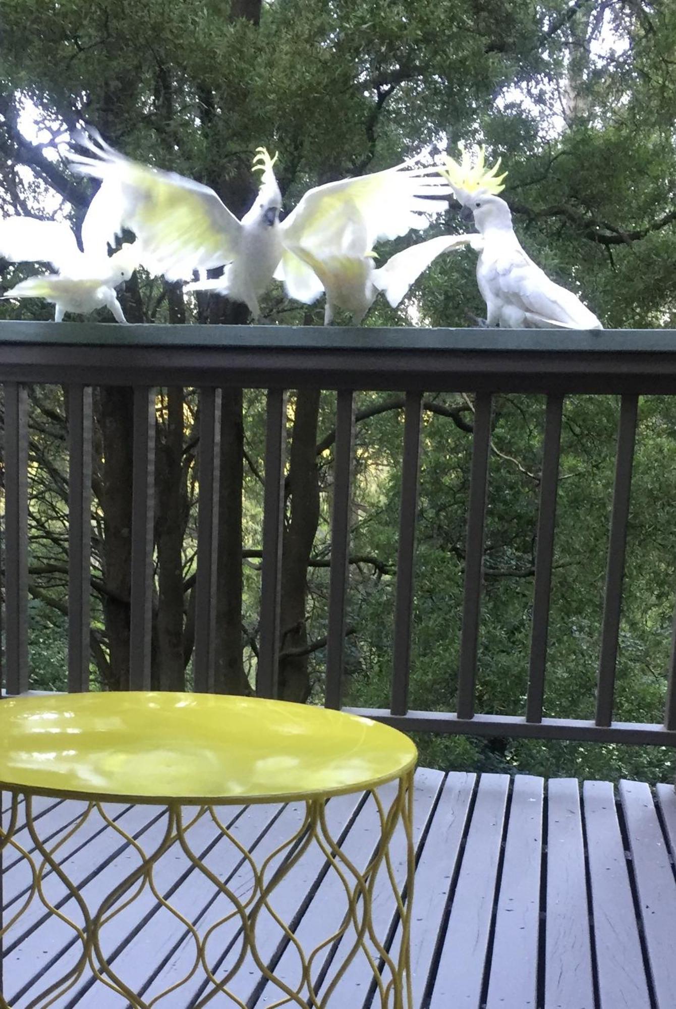 Sassafras Treehouse Private Home In The Dandenong Ranges, Victoria מראה חיצוני תמונה